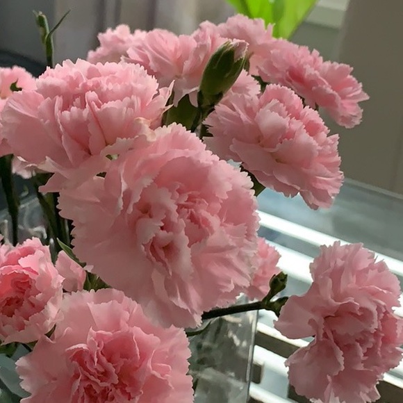 Meet your Posher, Chesca - Picture 1 of 1